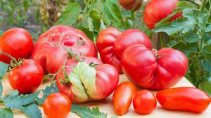 Lebensmittelverschwendung vermeiden: Krumme Tomaten