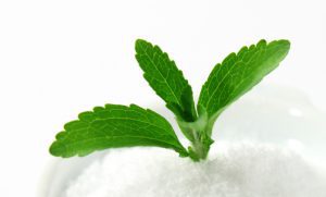 Stevia