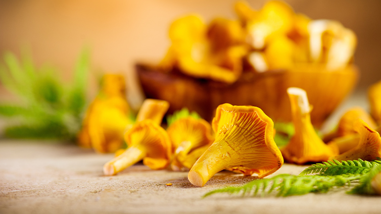 Frische goldene Pfifferlinge