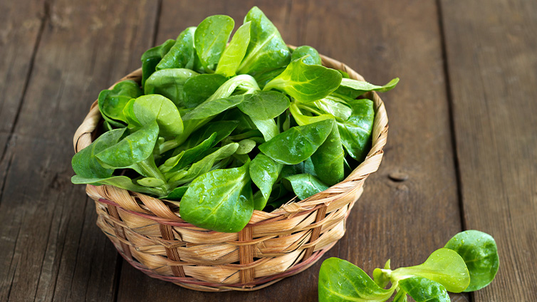 Saisonkalender Januar: Feldsalat im Korb