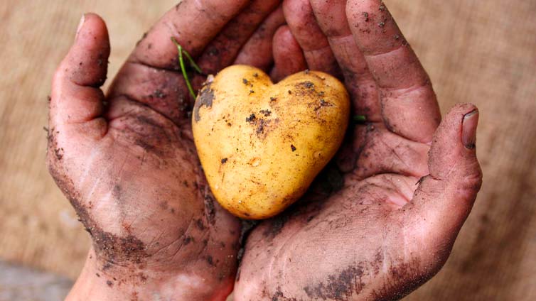 Kartoffel in Händen